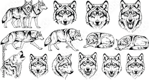 Wolf Vector Illustration Set Featuring Detailed Hand-Drawn Wolves in Various Poses Howling, Walking, and Resting Realistic Wildlife Animal Collection