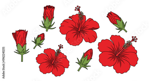 Multiple red hibiscus flowers and buds in different stages of bloom are scattered across a white background.
