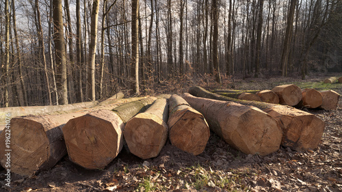 Fotografía troncs de hêtre alignés bord de forêt