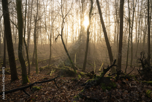 Mystic forest, Schwerte, North Rhine Westphalia, Germany