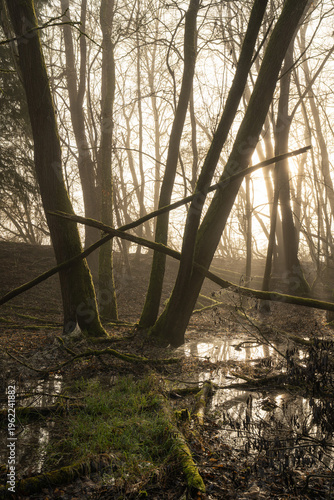 Mystic forest, Schwerte, North Rhine Westphalia, Germany