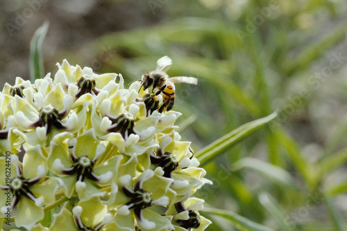 Macro view of bee on antelope horn milkweed plant bloom closeup during spring season in Texas natural environment.