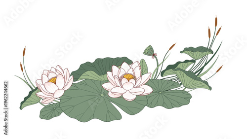 Beautiful illustration of white lotus flowers blooming among large green lily pads and cattails in a serene and peaceful pond setting.