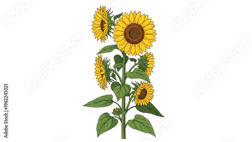 Tall sunflower plant featuring multiple bright yellow blooms and green leaves isolated on a plain white backdrop for summer floral art.