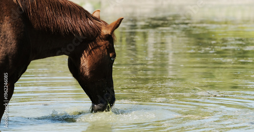 Brown sorrel color horse closeup drinking water from pond for animal hydration during summer season on farm.