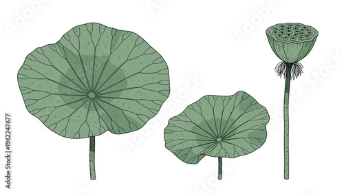Simple botanical illustration of two large green lotus leaves and a single seed pod on long upright vertical stems.