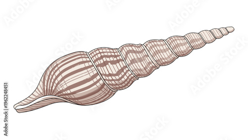 Detailed illustration of a long spiral seashell with brown striped patterns on a white background showing natural ocean beauty.