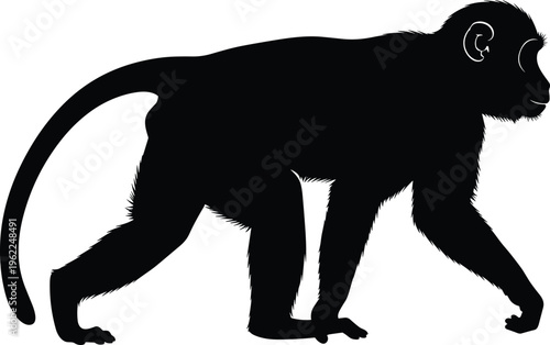 monkey silhouette walking primate animal black wildlife illustration isolated jungle mammal side view flat vector design for nature concept