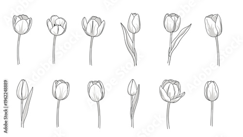 Twelve detailed black and white tulip sketches showing the flower in various stages of bloom with stems and leaves.