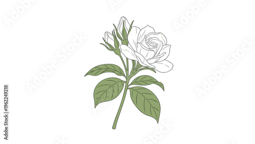 Single white rose flower in full bloom on a green leafy branch with two small flower buds in a classic botanical style.