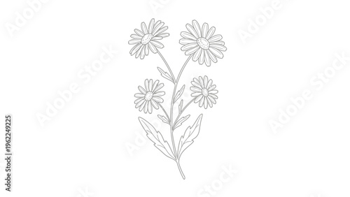 Delicate daisy flower line art illustration on a white background