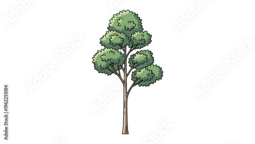 Tall green deciduous tree with a slender trunk and dense clusters of leaves isolated on a plain white background.