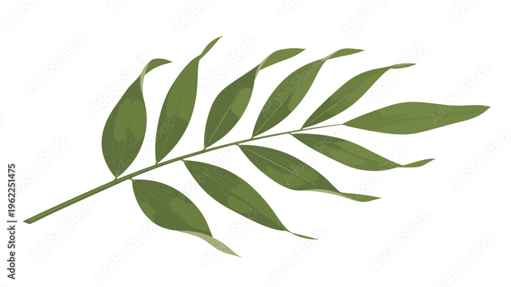 Fototapeta premium Single green fern or palm frond branch with multiple elongated leaves isolated on a clean white background for various tropical designs.