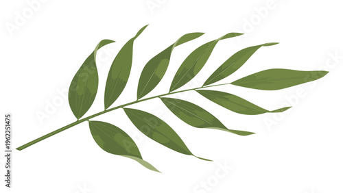 Single green fern or palm frond branch with multiple elongated leaves isolated on a clean white background for various tropical designs.