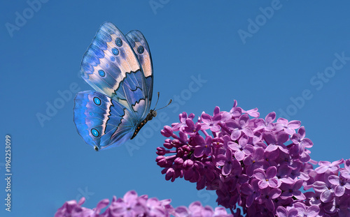 A bright blue tropical morpho butterfly and purple lilac flowers against a bl...