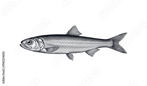 Detailed black and white herring fish illustration with scales and fins