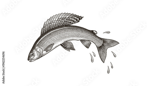 Detailed illustration of a jumping fish with water droplets on white background