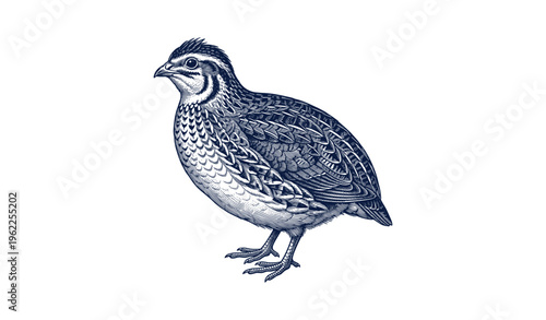 Detailed monochrome illustration of a quail in profile view
