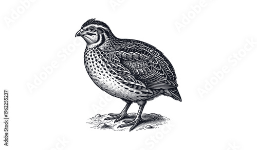 Intricate black and white quail illustration with detailed feather patterns