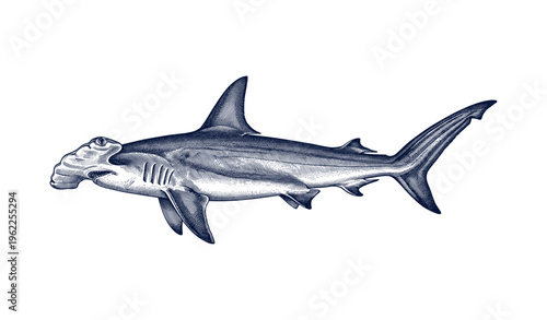 Detailed illustration of a hammerhead shark in vintage style with blue tones