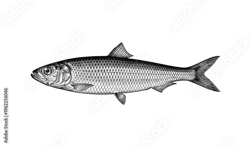 Detailed vintage herring drawing with finely etched scales and features