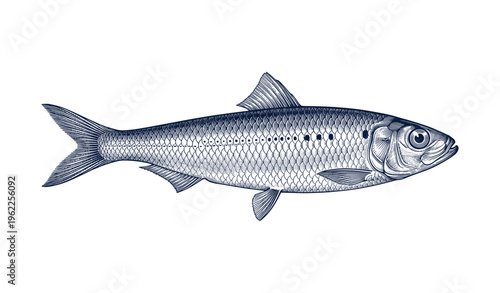 Detailed illustration of herring fish with intricate scale patterns