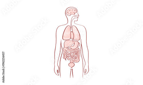 Internal Organs Sketch