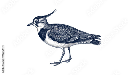 Detailed illustration of a northern lapwing on white background