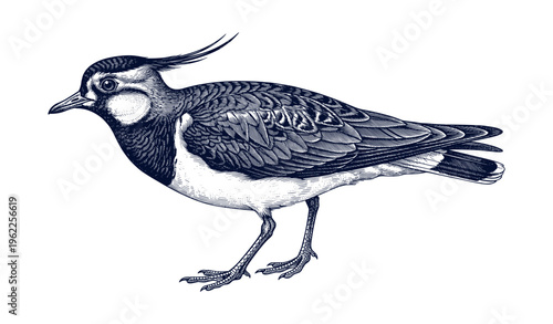 Detailed black and white engraving of northern lapwing bird side view