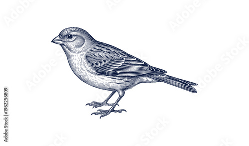 Detailed hand-drawn sparrow illustration with intricate feather patterns on white background
