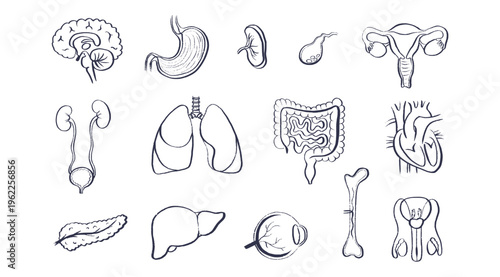 Internal Organs Sketch
