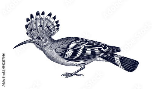 Detailed monochrome illustration of a crested hoopoe bird with unique plumage and long beak