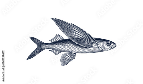 Detailed vintage style illustration of a flying fish with distinctive wing-like fins