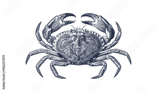 Detailed vintage illustration of crab with raised claws on white background