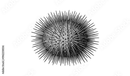 Intricate spiky sea urchin design with detailed patterns on textured surface