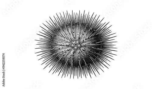 Detailed black and white illustration of a sea urchin with spiky shell