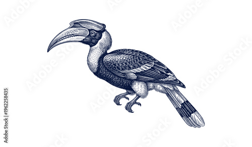 Detailed monochrome illustration of exotic hornbill in profile view