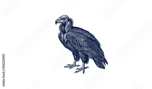 Vintage vulture illustration in blue ink with detailed feathers