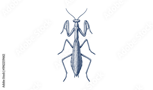 Detailed illustration of a praying mantis with antennae and segmented body