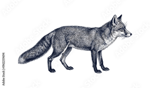 Detailed black and white illustration of a red fox standing sideways