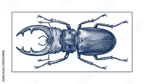 Detailed illustration of stag beetle with large mandibles in blue tones