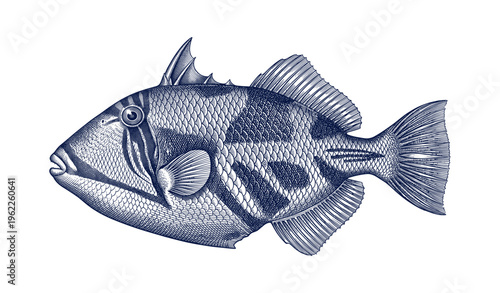 Intricate illustration of a detailed triggerfish with geometric patterns