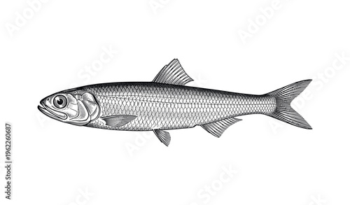 Detailed black and white drawing of herring fish with scales and fins