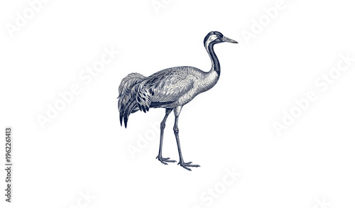 Detailed illustration of a crane bird in side profile with intricate feather patterns