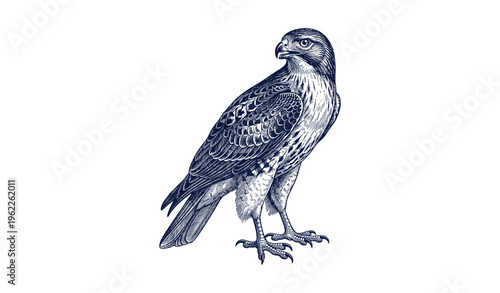 Detailed illustration of a falcon in profile view with intricate feather patterns