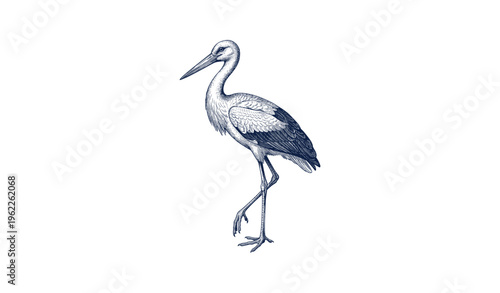 Detailed blue-hued illustration of a graceful stork in profile