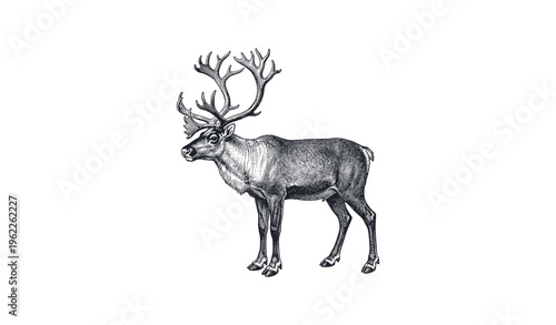 Detailed illustration of a majestic reindeer with large antlers on a white background
