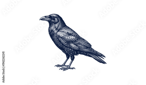 Detailed illustration of a raven perched with intricate feather patterns