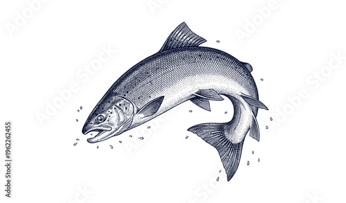 Detailed black and white illustration of a jumping salmon