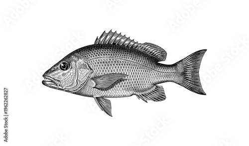 Detailed vintage engraving of bass fish in black and white